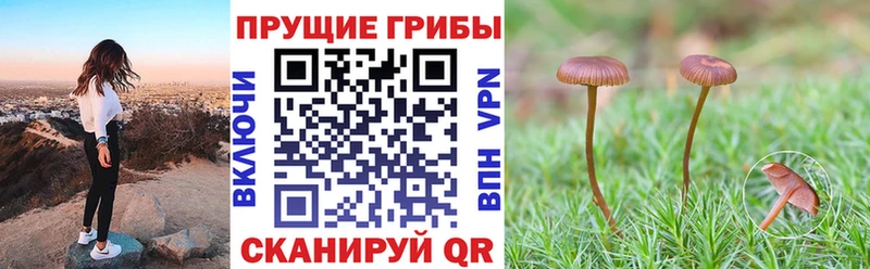Псилоцибиновые грибы ЛСД  Торопец 